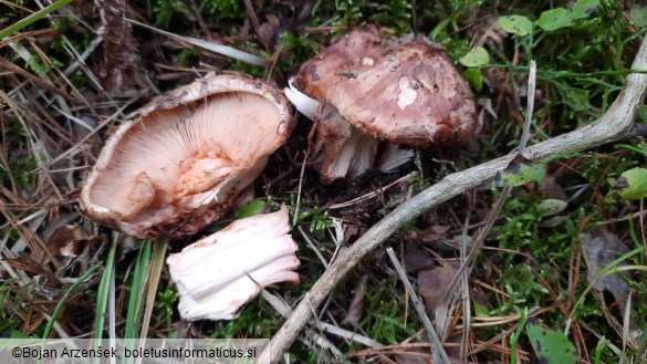 Tricholoma colossus