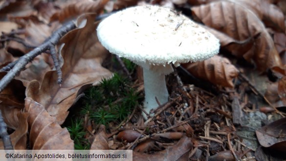 Amanita citrina