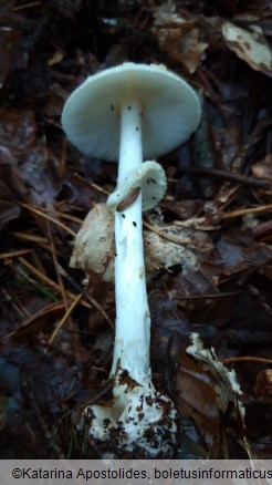 Amanita citrina