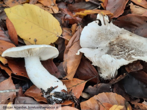 Tricholoma pardinum