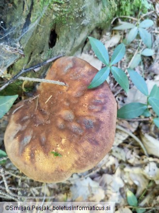 Tapinella atrotomentosa