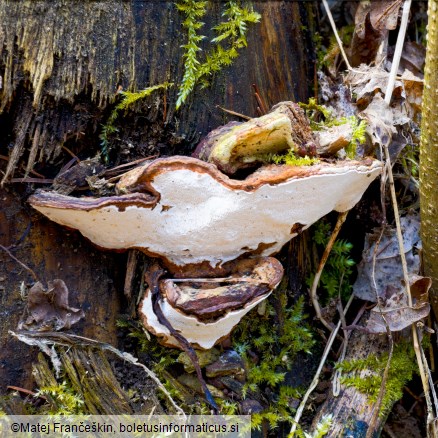 Heterobasidion parviporum