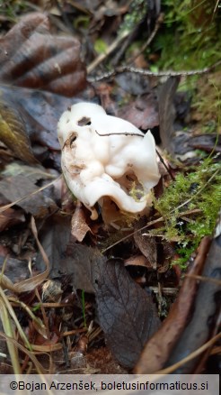 Helvella crispa