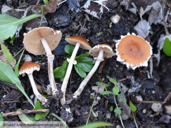 Conocybe vestita