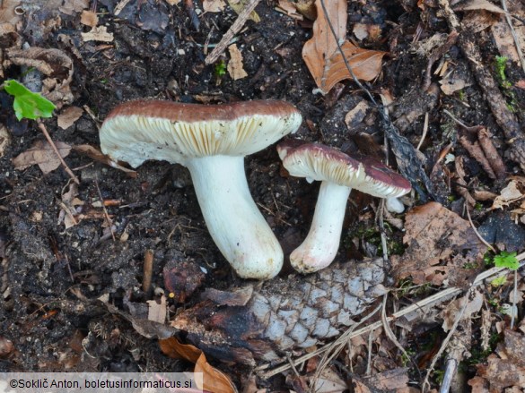 Russula badia