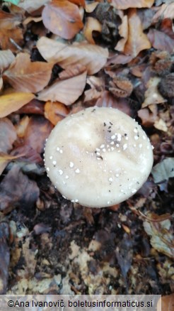 Amanita pantherina