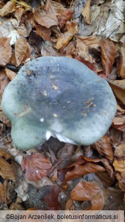 Russula cyanoxantha