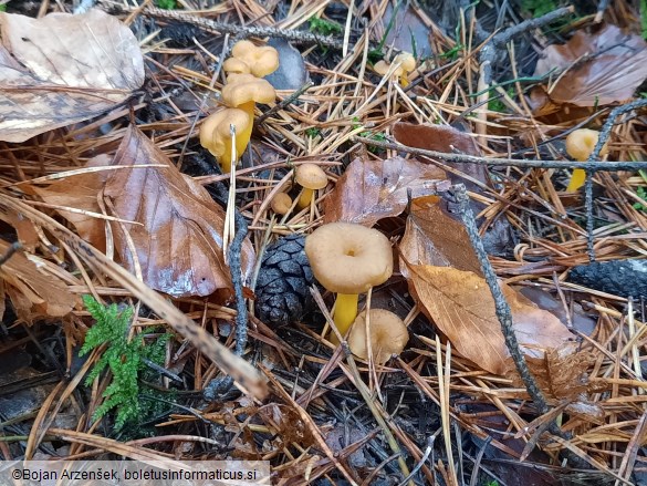 Cantharellus tubaeformis