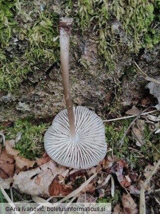 Mycena inclinata