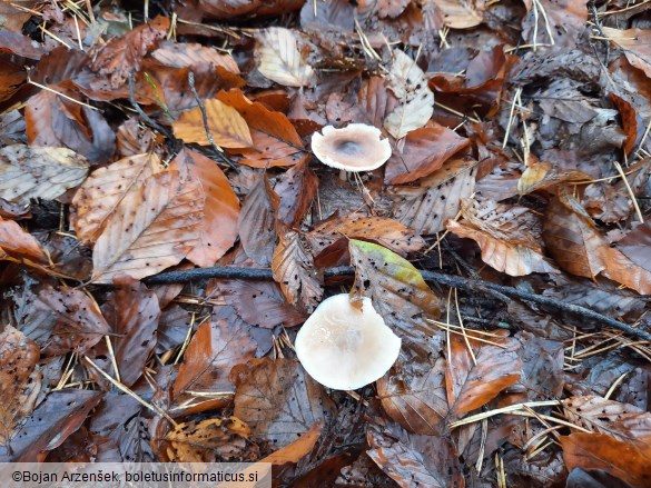 Rhodocollybia butyracea