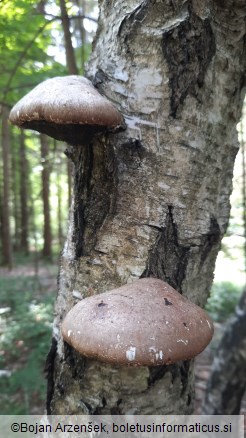 Piptoporus betulinus