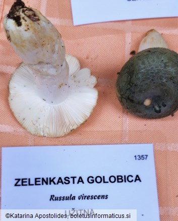 Russula virescens