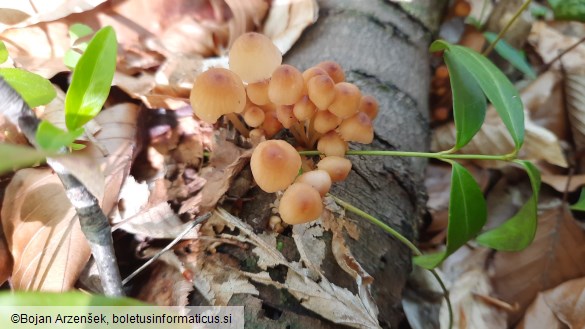 Mycena renati