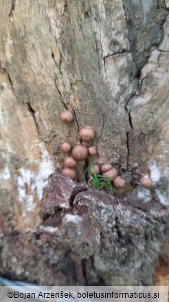 Lycogala epidendrum