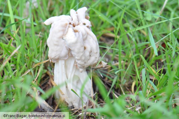 Helvella crispa