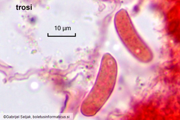 Vuilleminia comedens