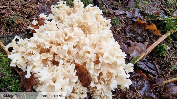 Sparassis crispa