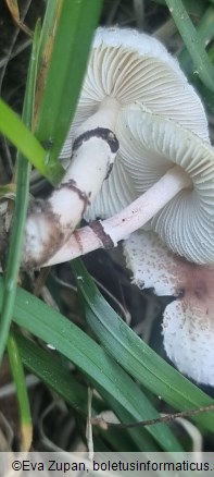 Lepiota lilacea