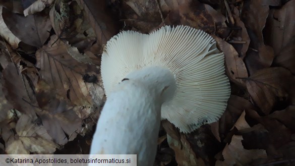 Russula virescens