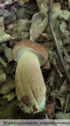 Boletus reticulatus