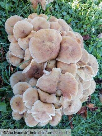 Armillaria mellea