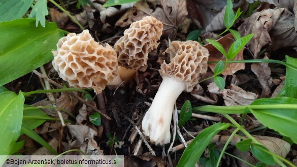 Morchella esculenta