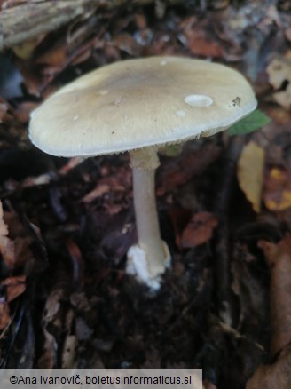 Amanita phalloides