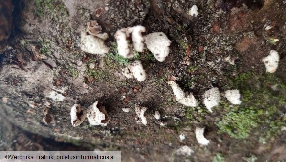 Schizophyllum commune