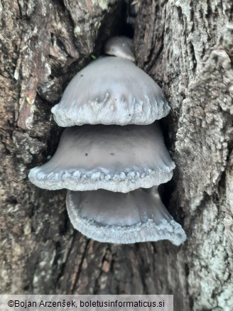 Pleurotus ostreatus