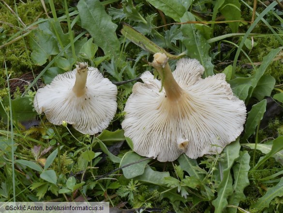 Infundibulicybe costata