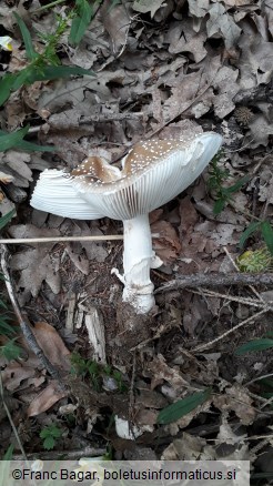 Amanita pantherina