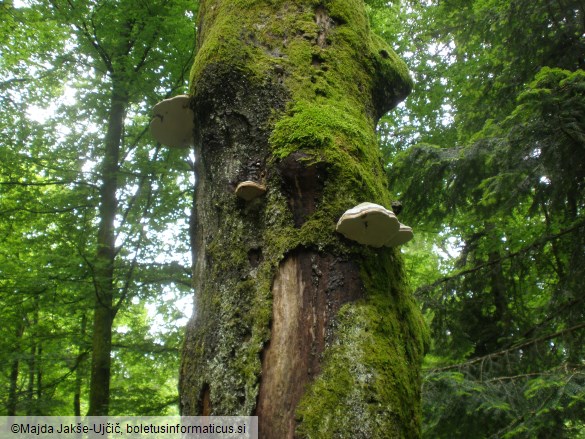 Fomes fomentarius