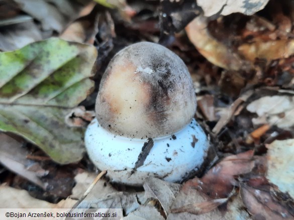 Macrolepiota procera