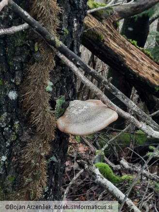 Piptoporus betulinus