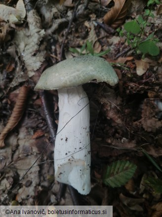 Russula virescens