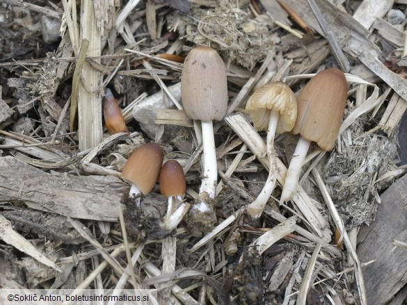 Parasola auricoma