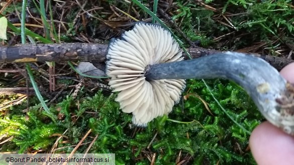 Entoloma nitidum