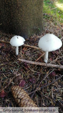 Amanita virosa