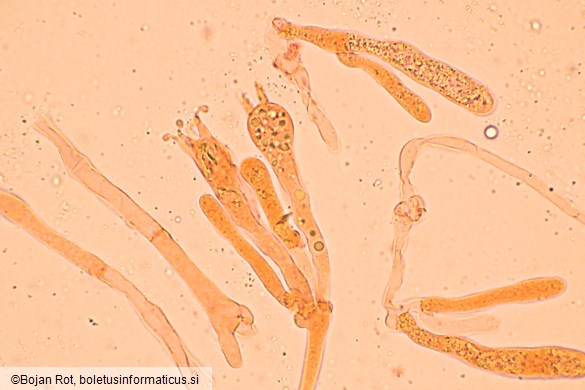 Hygrophorus hyacinthinus