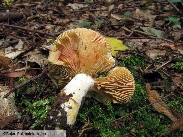 Lactarius acris