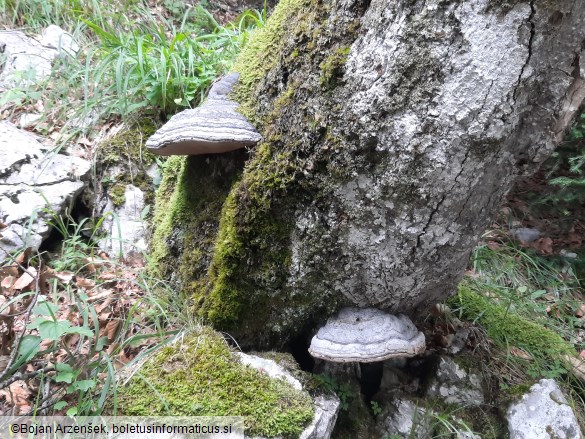 Fomes fomentarius