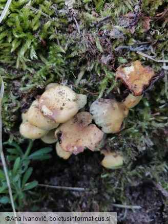 Hypholoma fasciculare