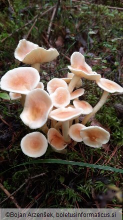 Hypholoma fasciculare