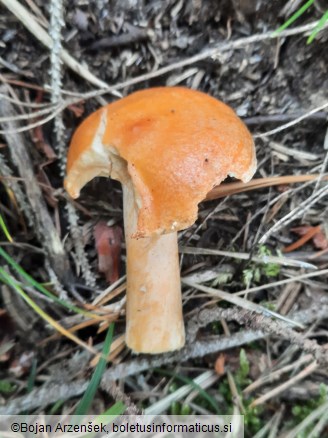 Lactarius aurantiacus