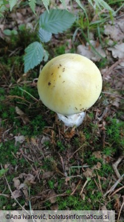 Amanita phalloides