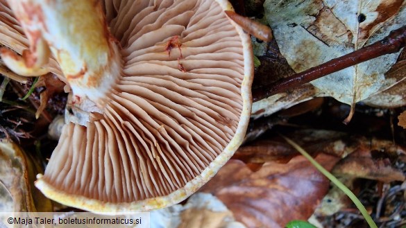 Cortinarius bolaris