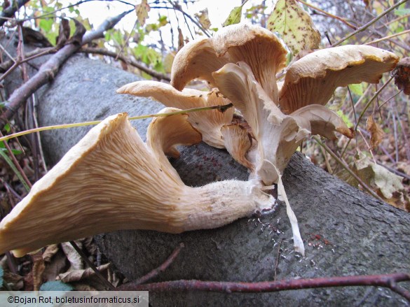 Pleurotus ostreatus