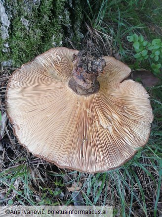 Tapinella atrotomentosa