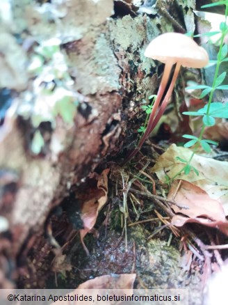 Marasmius torquescens