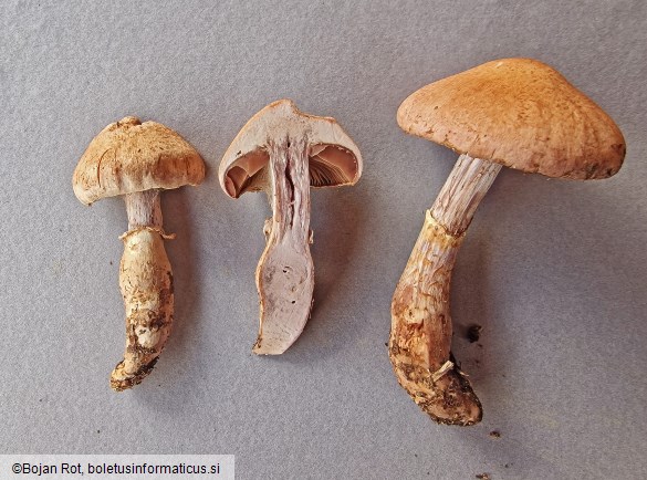 Cortinarius torvus